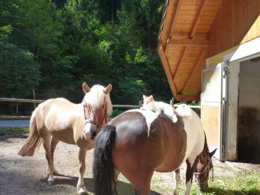 Gaestehaus Forstner Loich Zewnętrze zdjęcie